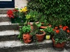 blumen.jpg