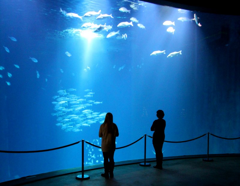 Das Schwarmfischbecken hat ein Fassungsvermögen von 2,6 Millionen Litern und ist damit das größte Becken im Ozeaneum.