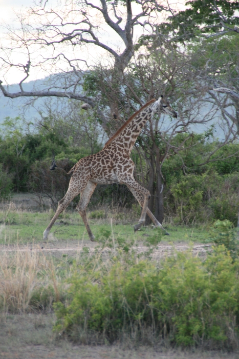 Giraffe galoppiert