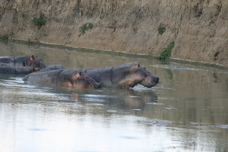 Hippos beaeugen Kroko