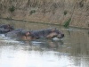 Hippos beaeugen Kroko