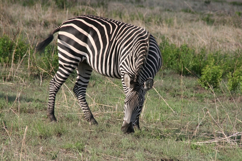 Zebra posiert