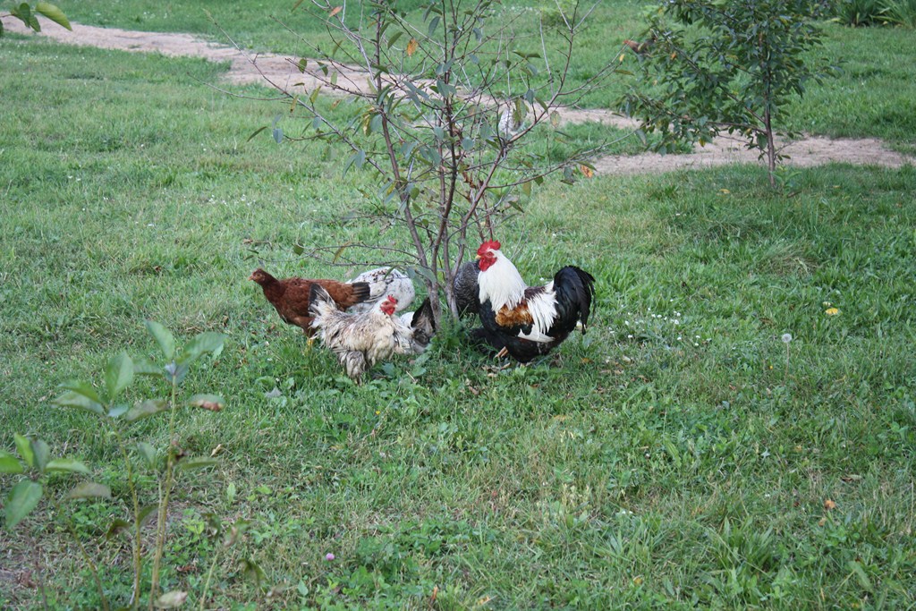 Hühner im Vorgarten gehören dazu