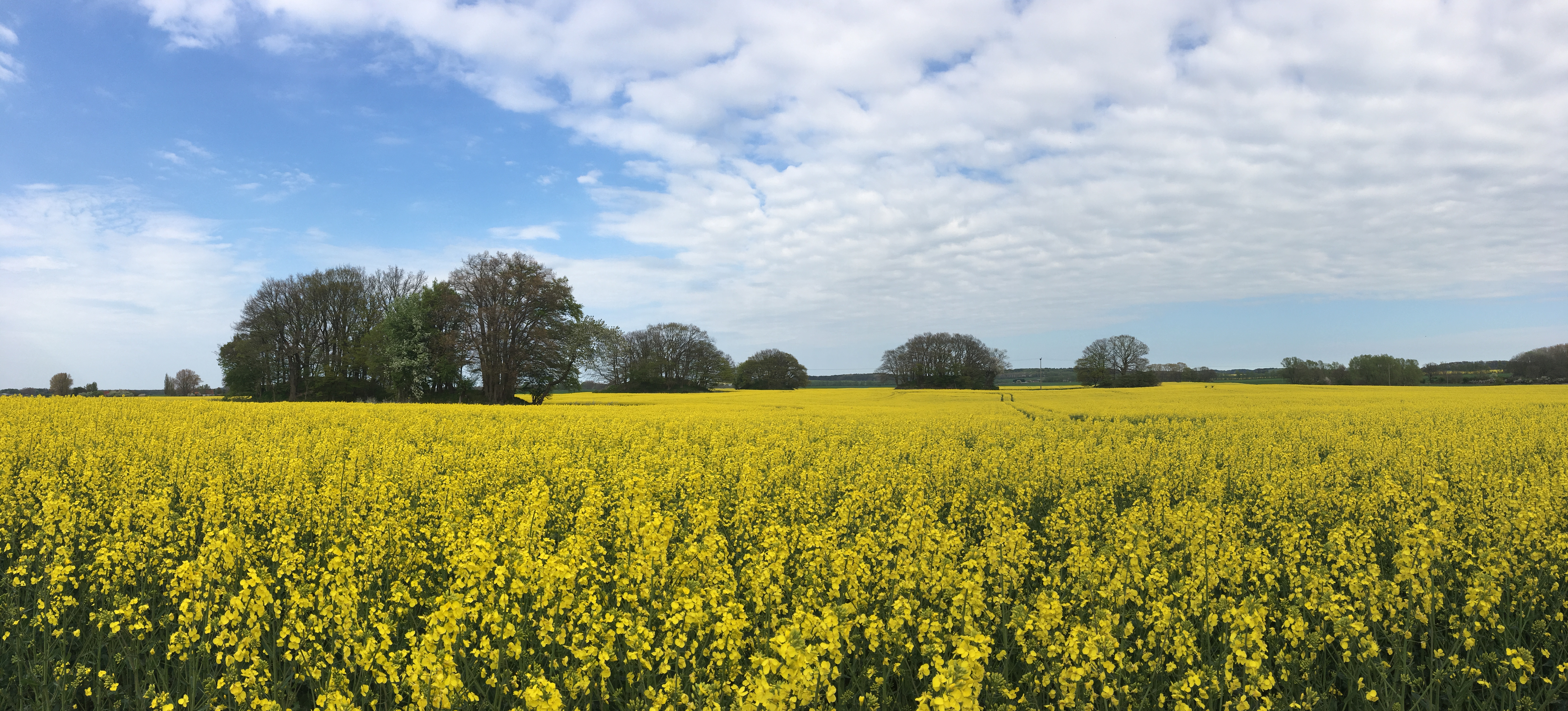 Und die Welt steht still, hier im Hinterwald – Teil 2: Rügen | webmoritz.