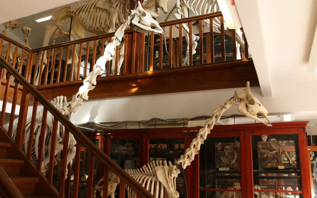 Giraffen in Greifswald?! – Die Anatomische Sammlung