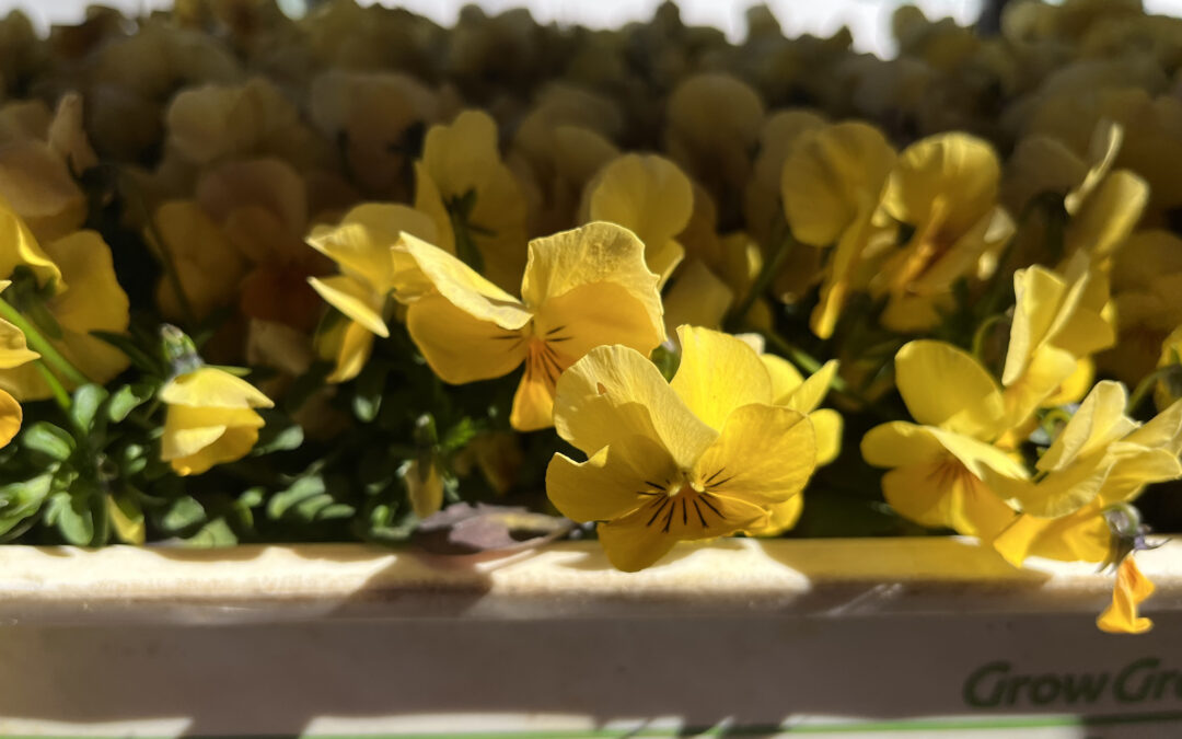Blumensuche auf dem Ostermarkt