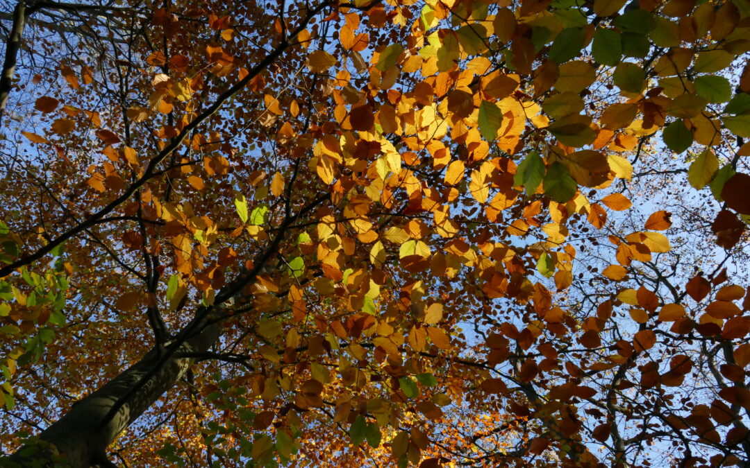 gelbes und braunes Herbstlaub vor blauem Himmel